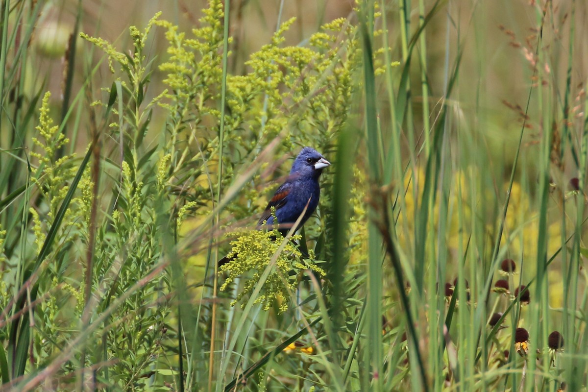 Blue Grosbeak - ML641762119