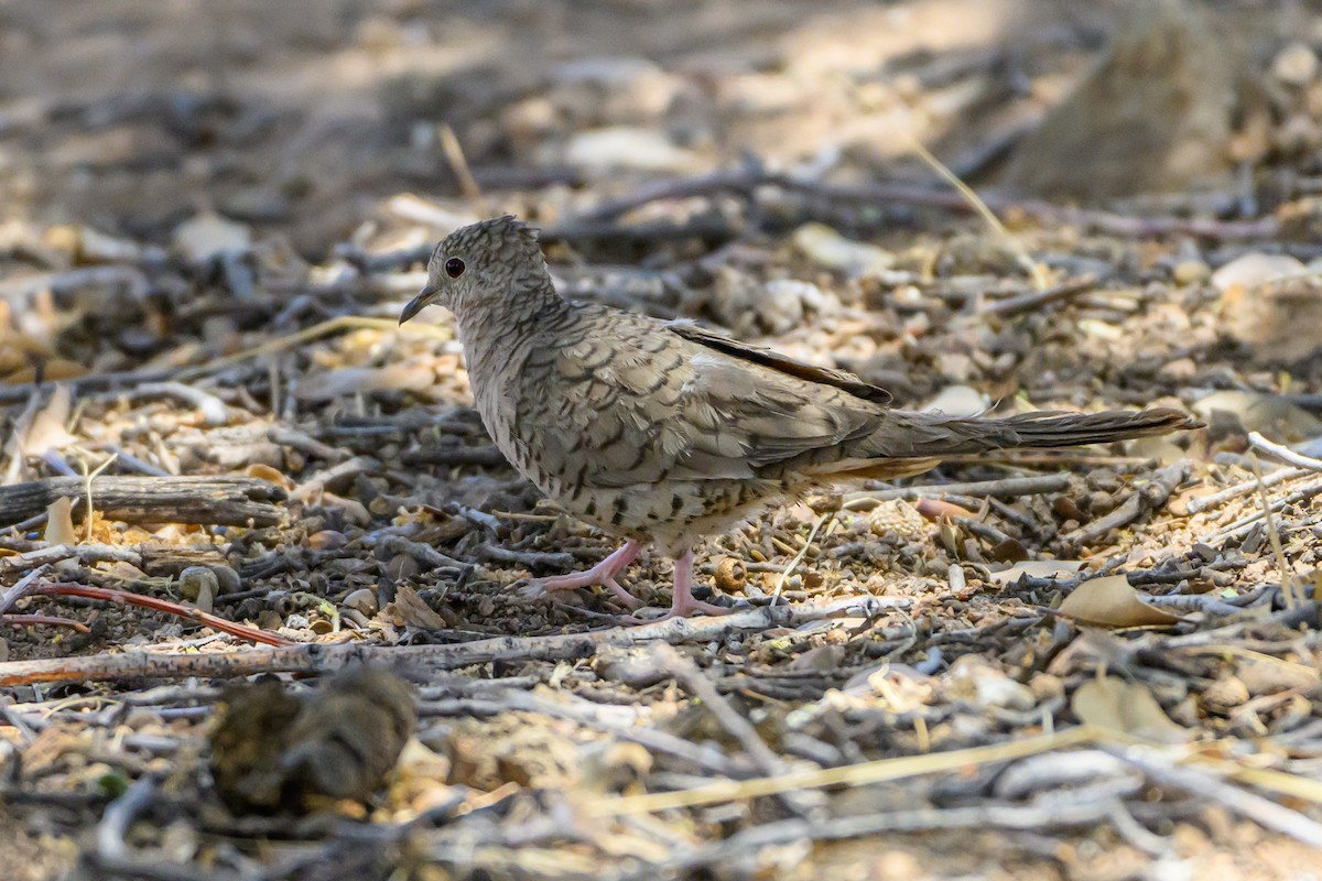 Inca Dove - ML641762121