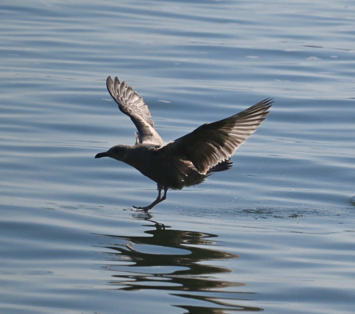 American Herring Gull - ML641762128