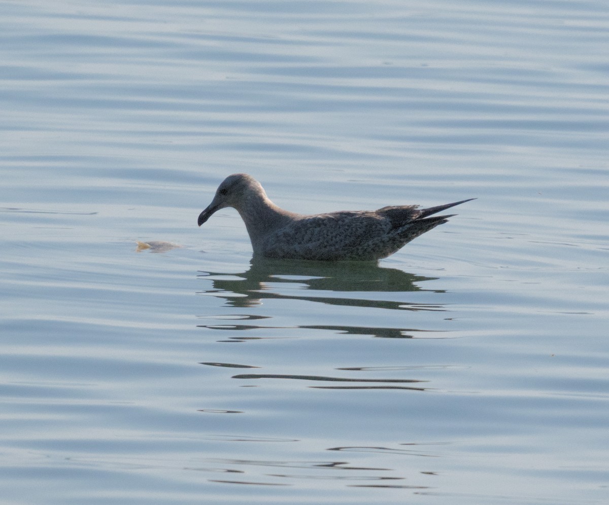 American Herring Gull - ML641762129