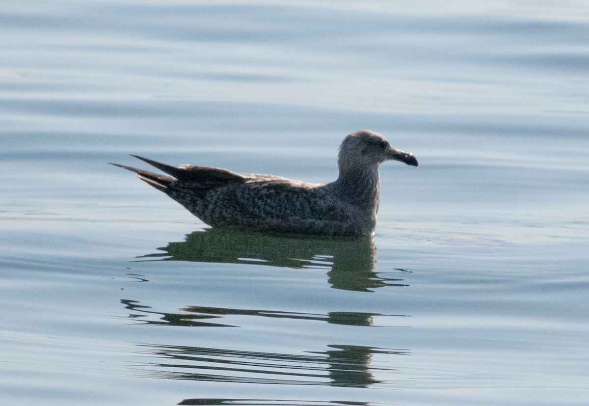 American Herring Gull - ML641762130