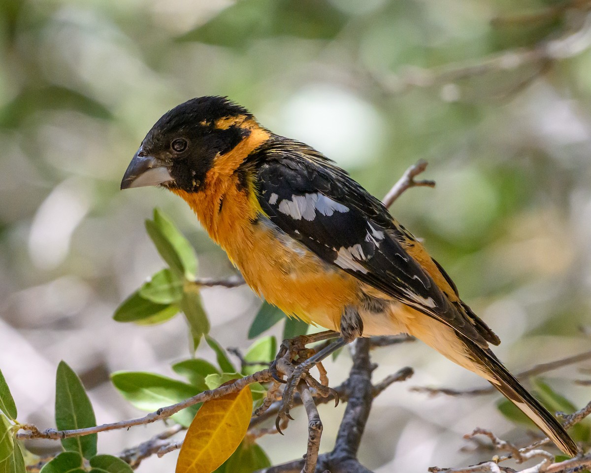 Black-headed Grosbeak - ML641762131