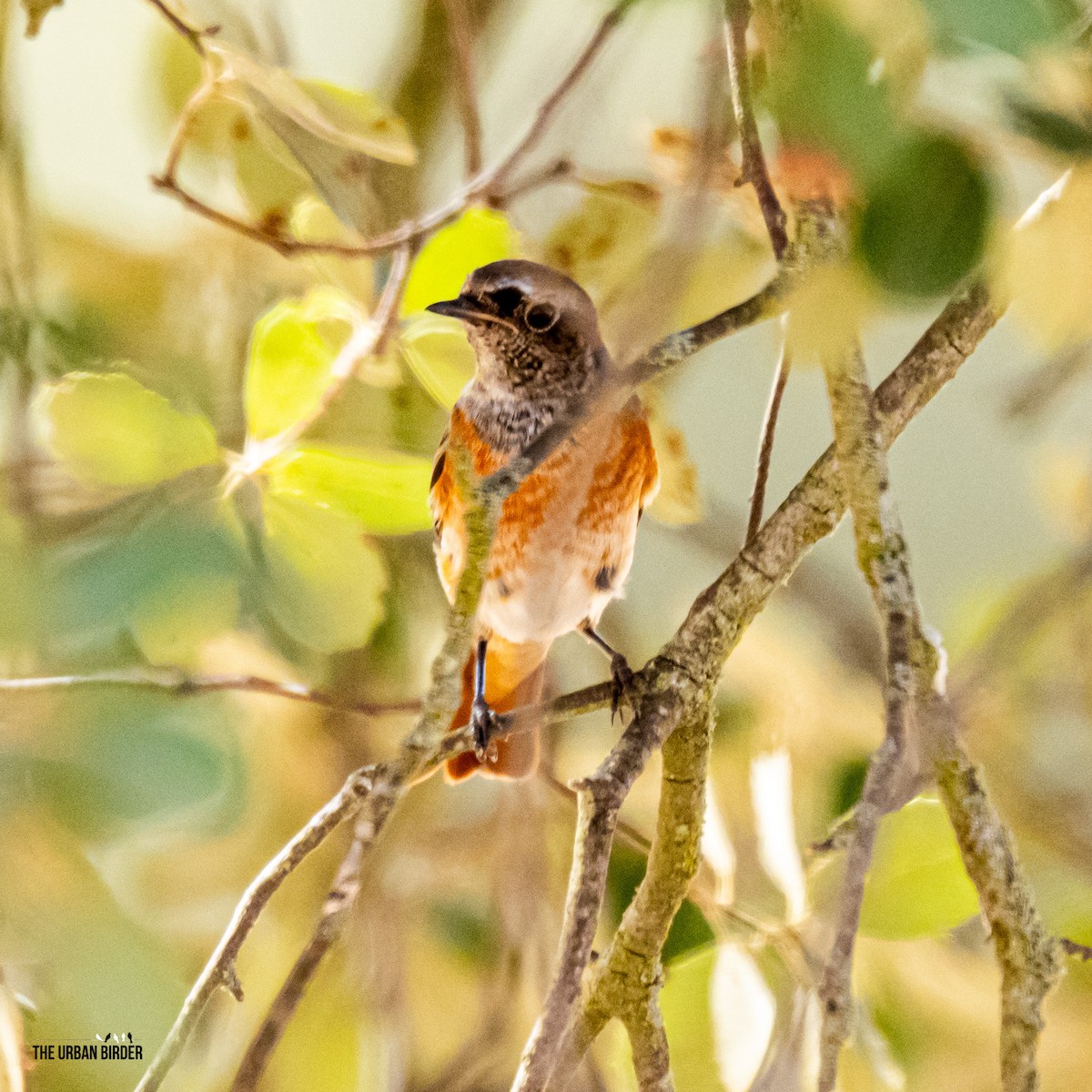 Buztangorri argia - ML641762148