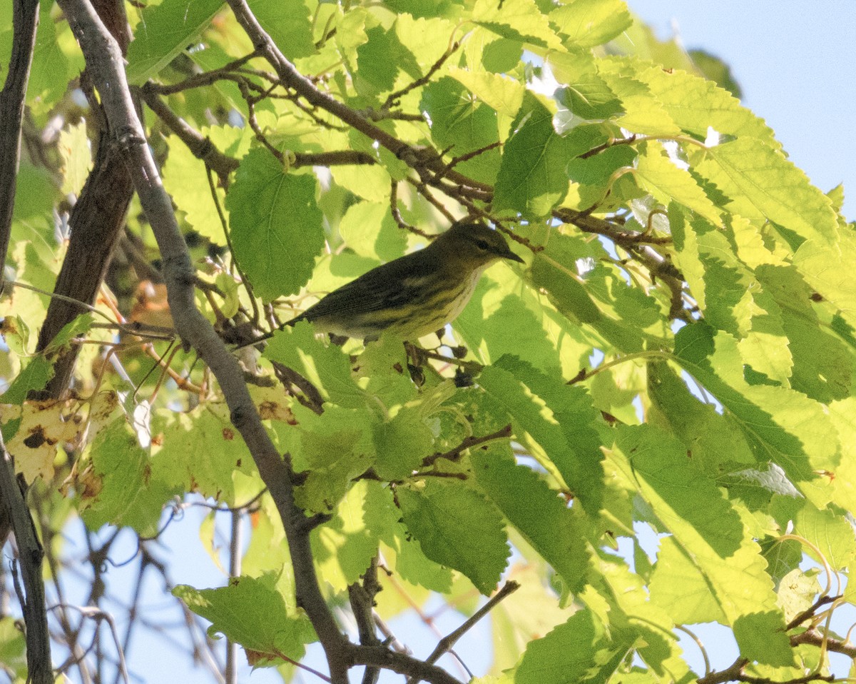 Cape May Warbler - ML641762155