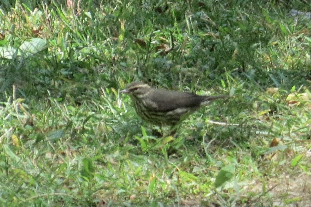 Northern Waterthrush - ML641762158