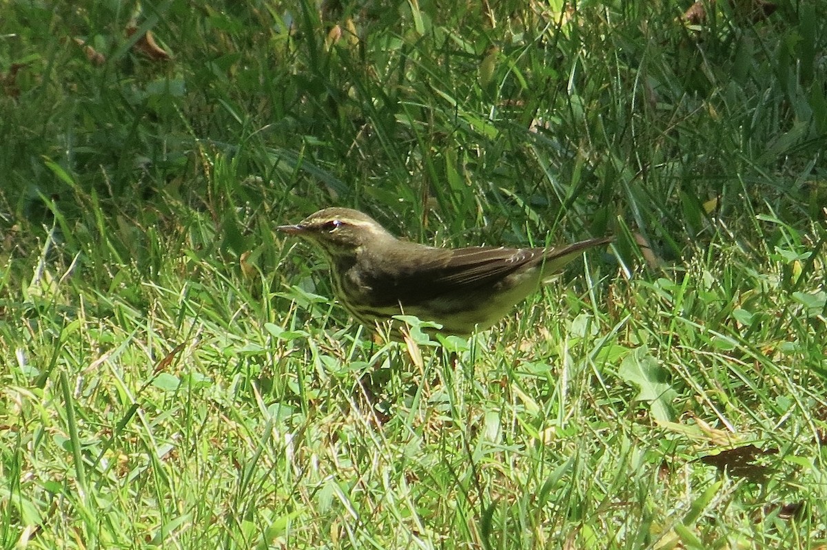 Northern Waterthrush - ML641762162