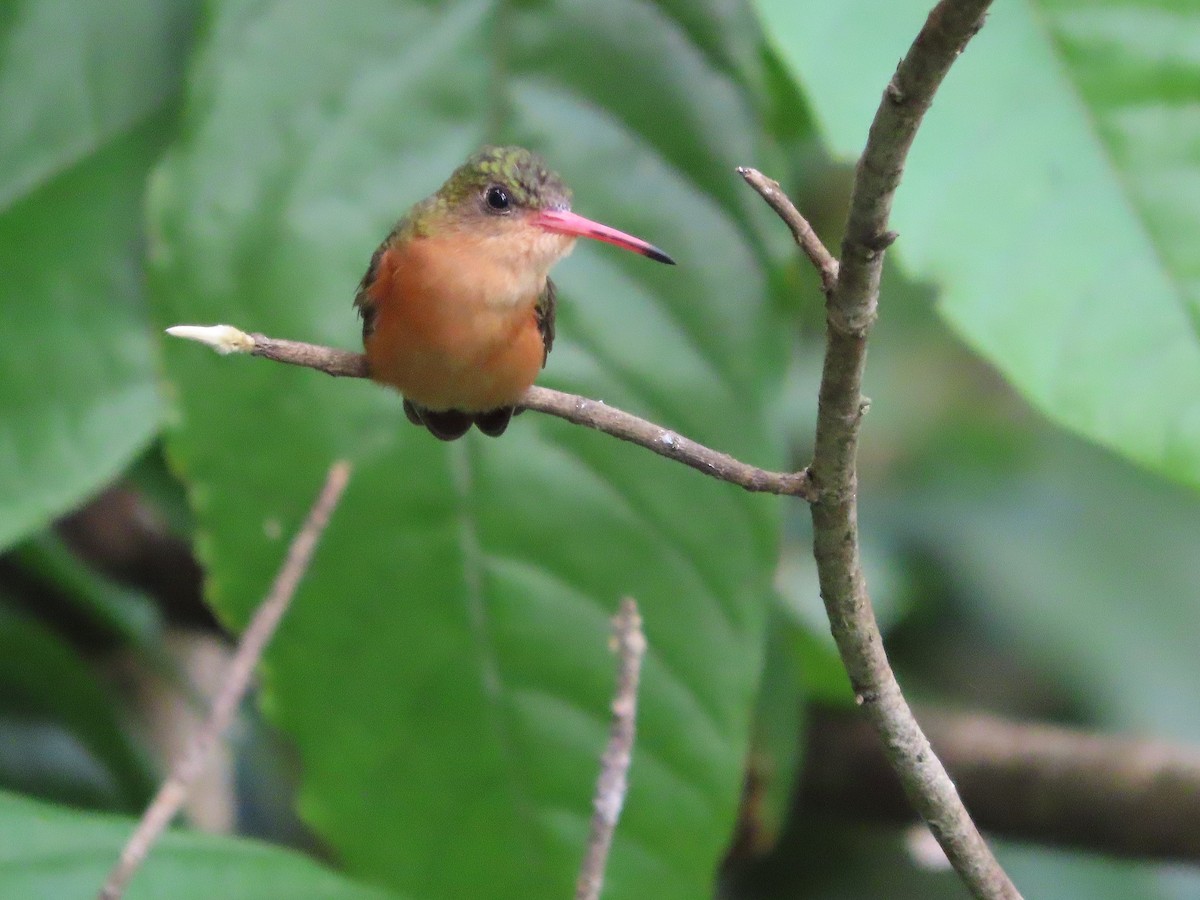 Cinnamon Hummingbird - ML641762189