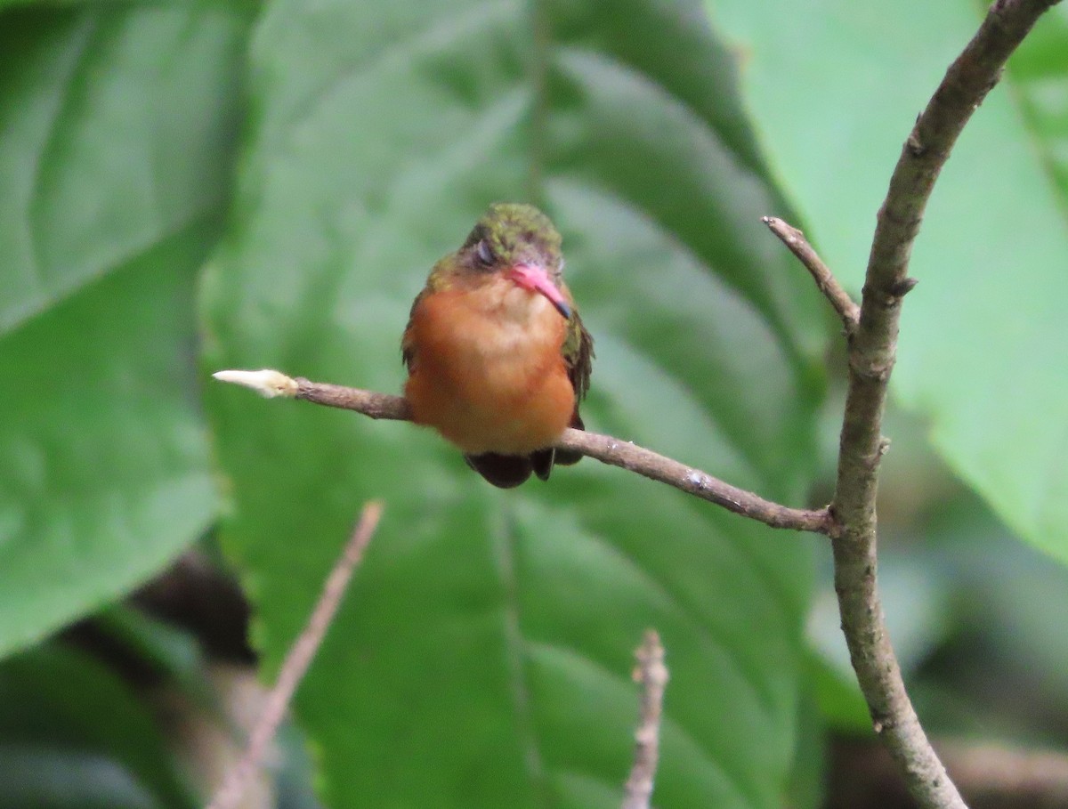 Cinnamon Hummingbird - ML641762193