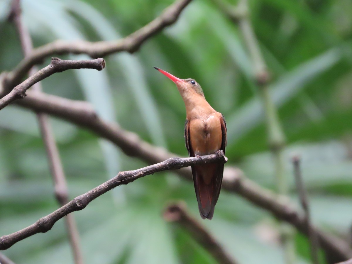 Cinnamon Hummingbird - ML641762195