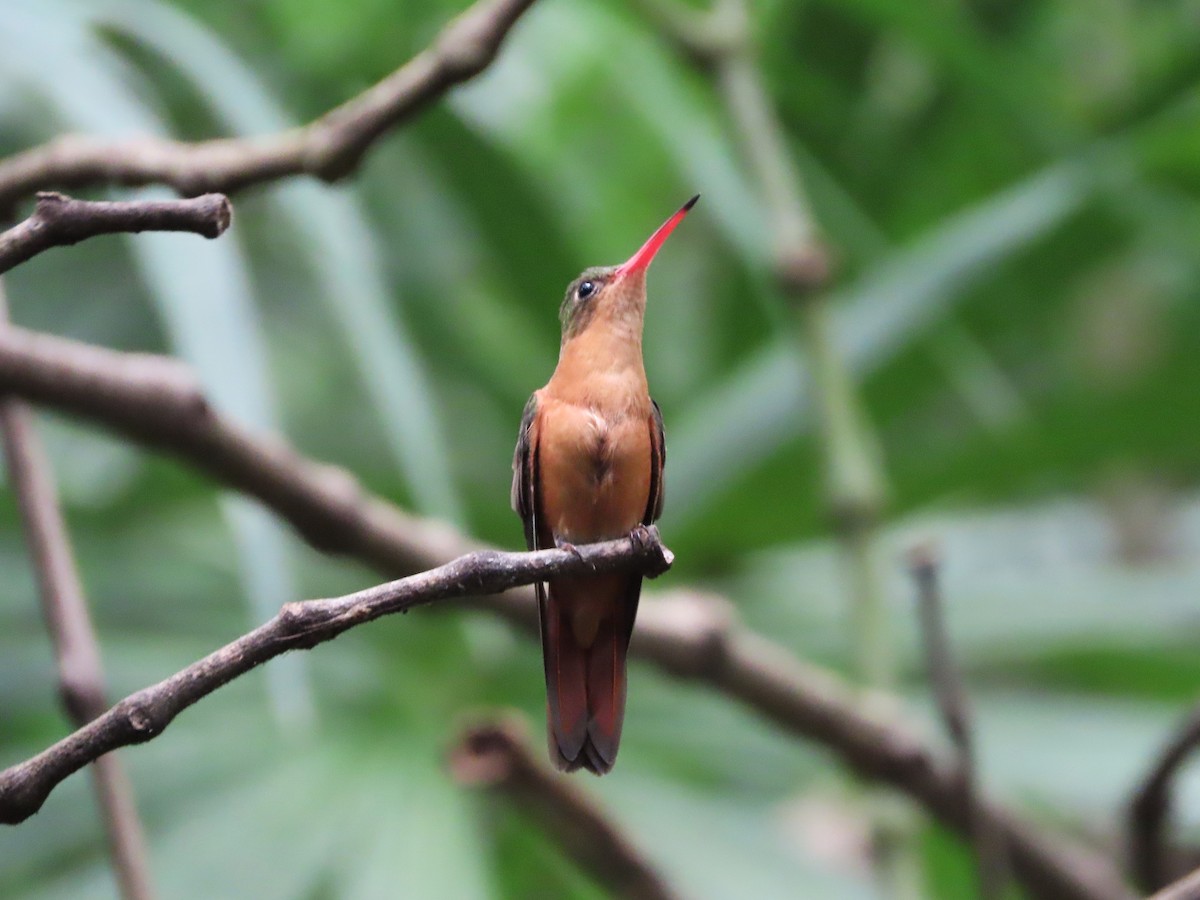 Cinnamon Hummingbird - ML641762196