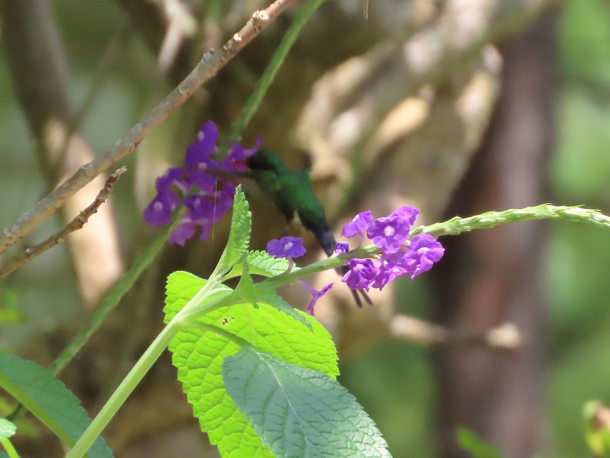 Golden-crowned Emerald - ML641762210