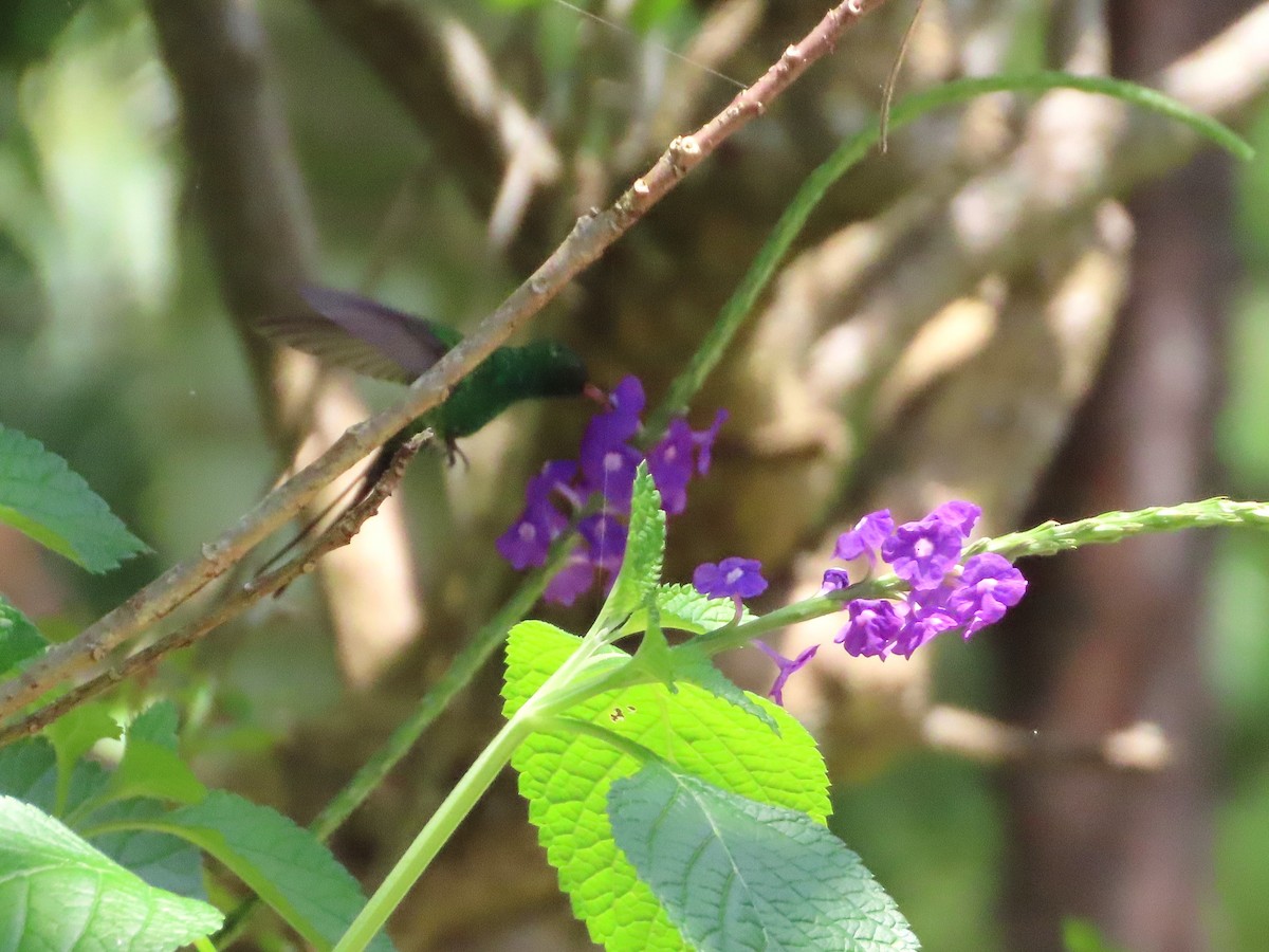 Golden-crowned Emerald - ML641762211