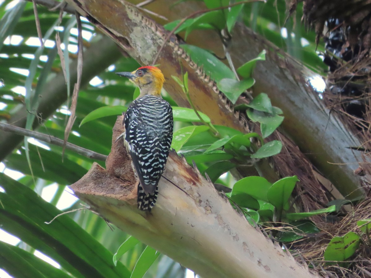 Golden-cheeked Woodpecker - ML641762213