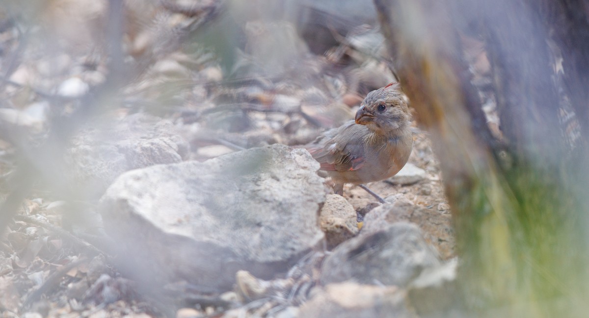 Pyrrhuloxia - ML641762249