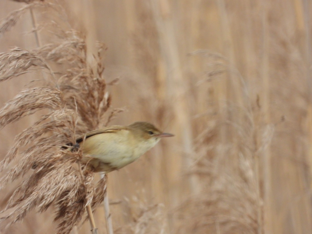 Australian Reed Warbler - ML641762259