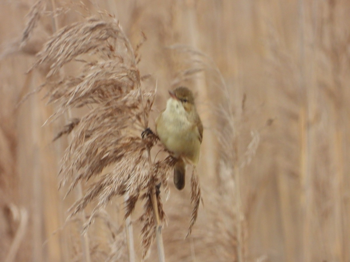 Australian Reed Warbler - ML641762260