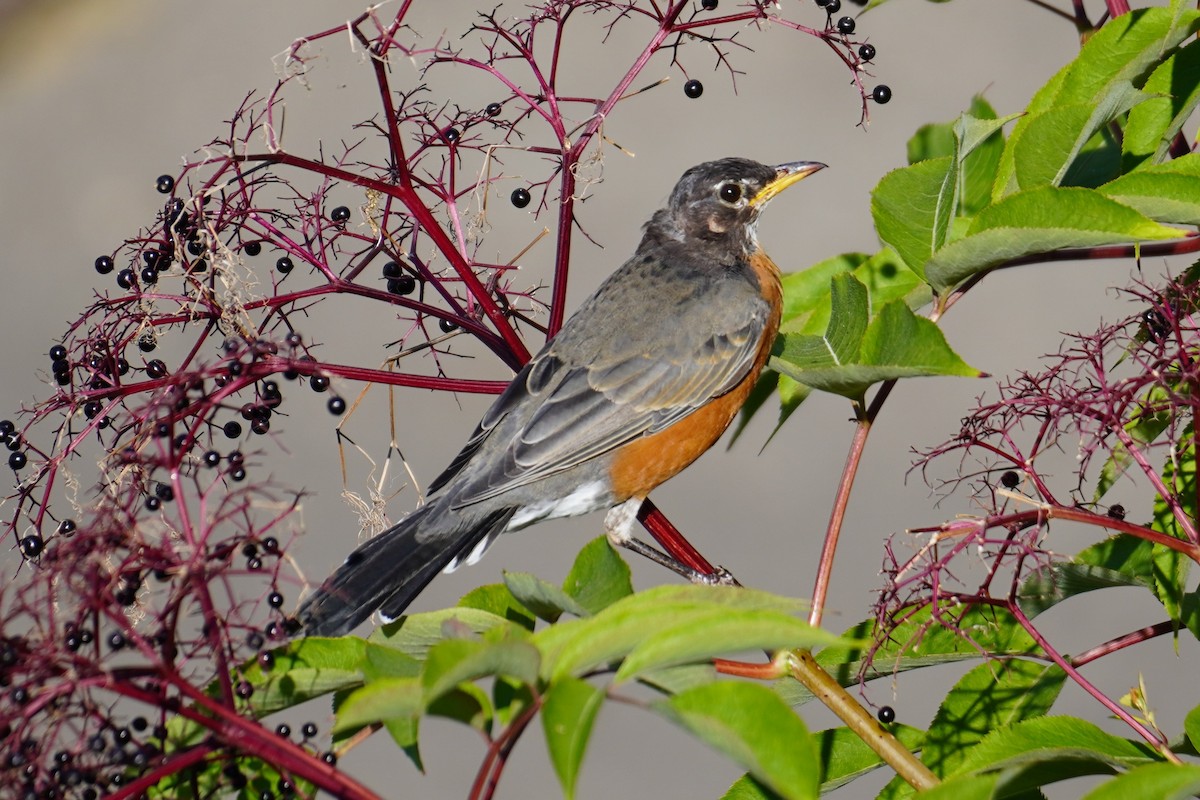 American Robin (migratorius Group) - ML641762278