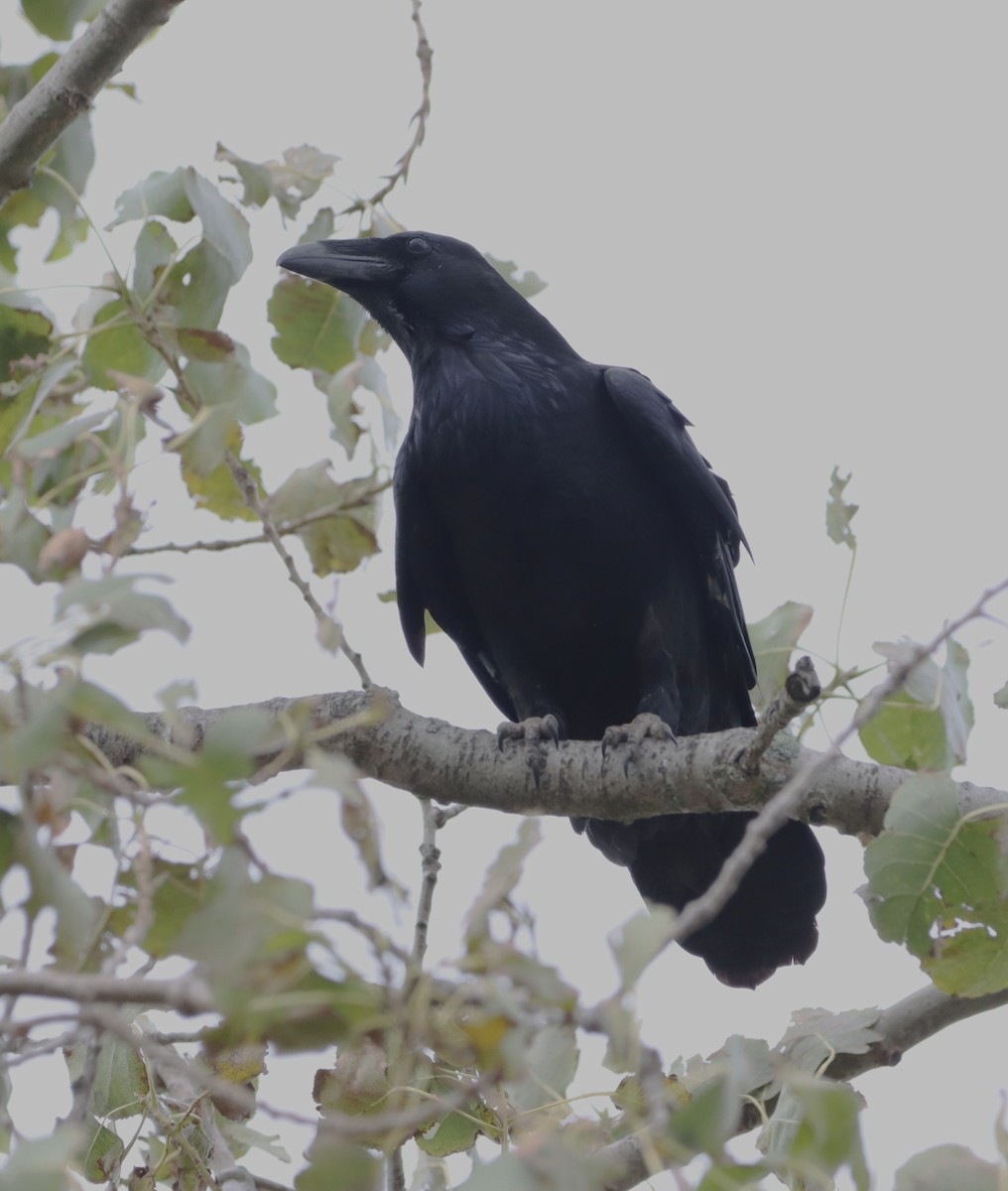 ML641762284 - Common Raven - Macaulay Library