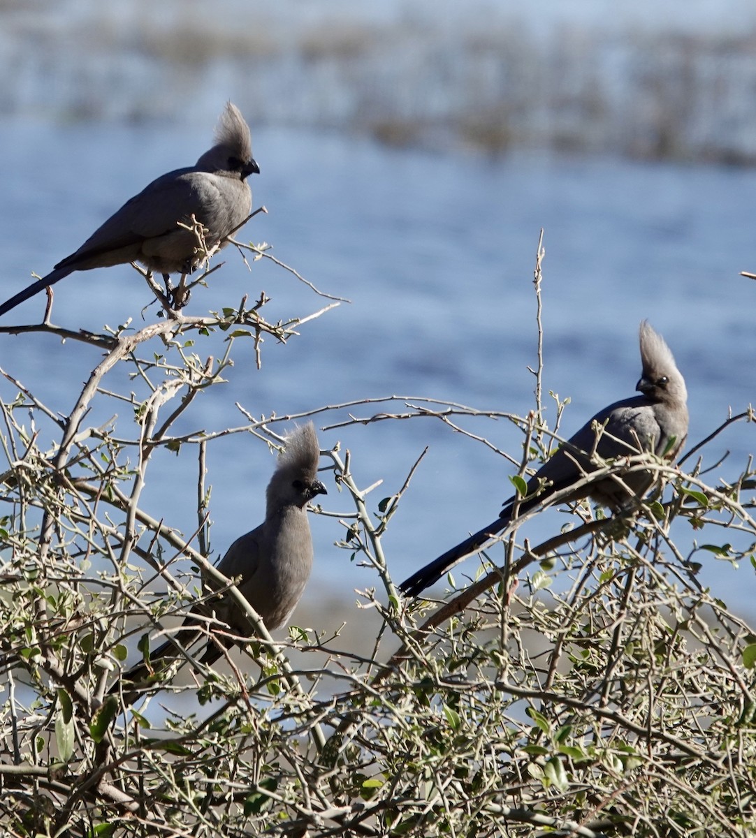 Gray Go-away-bird - ML641762290