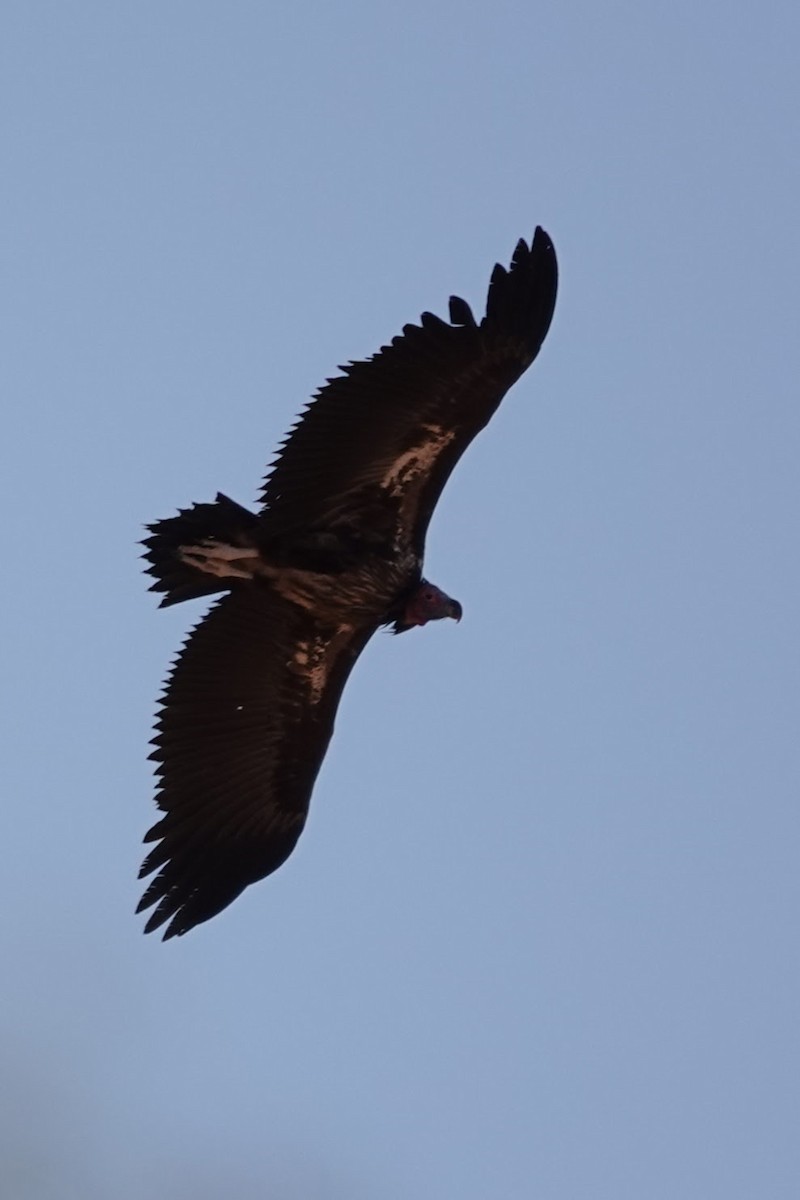 Lappet-faced Vulture - ML641762292