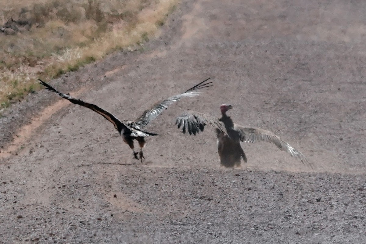 Lappet-faced Vulture - ML641762293