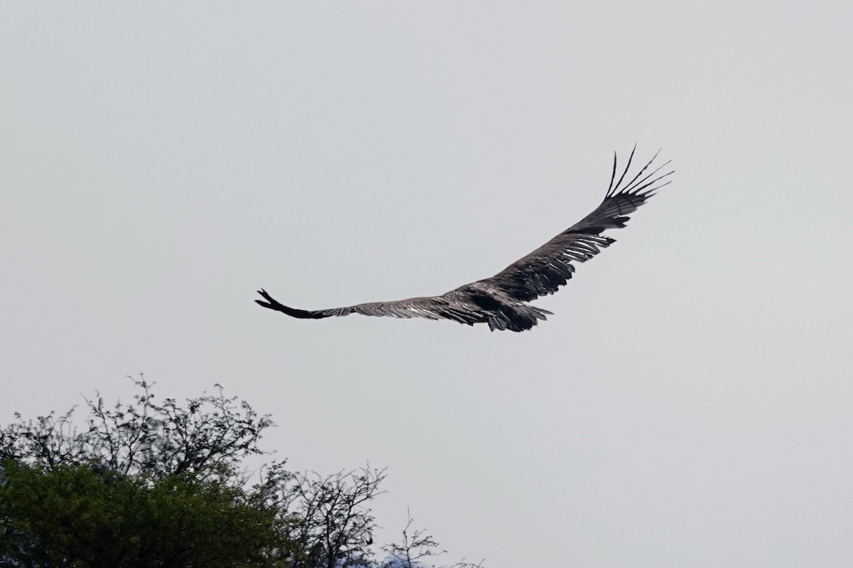 Lappet-faced Vulture - ML641762294