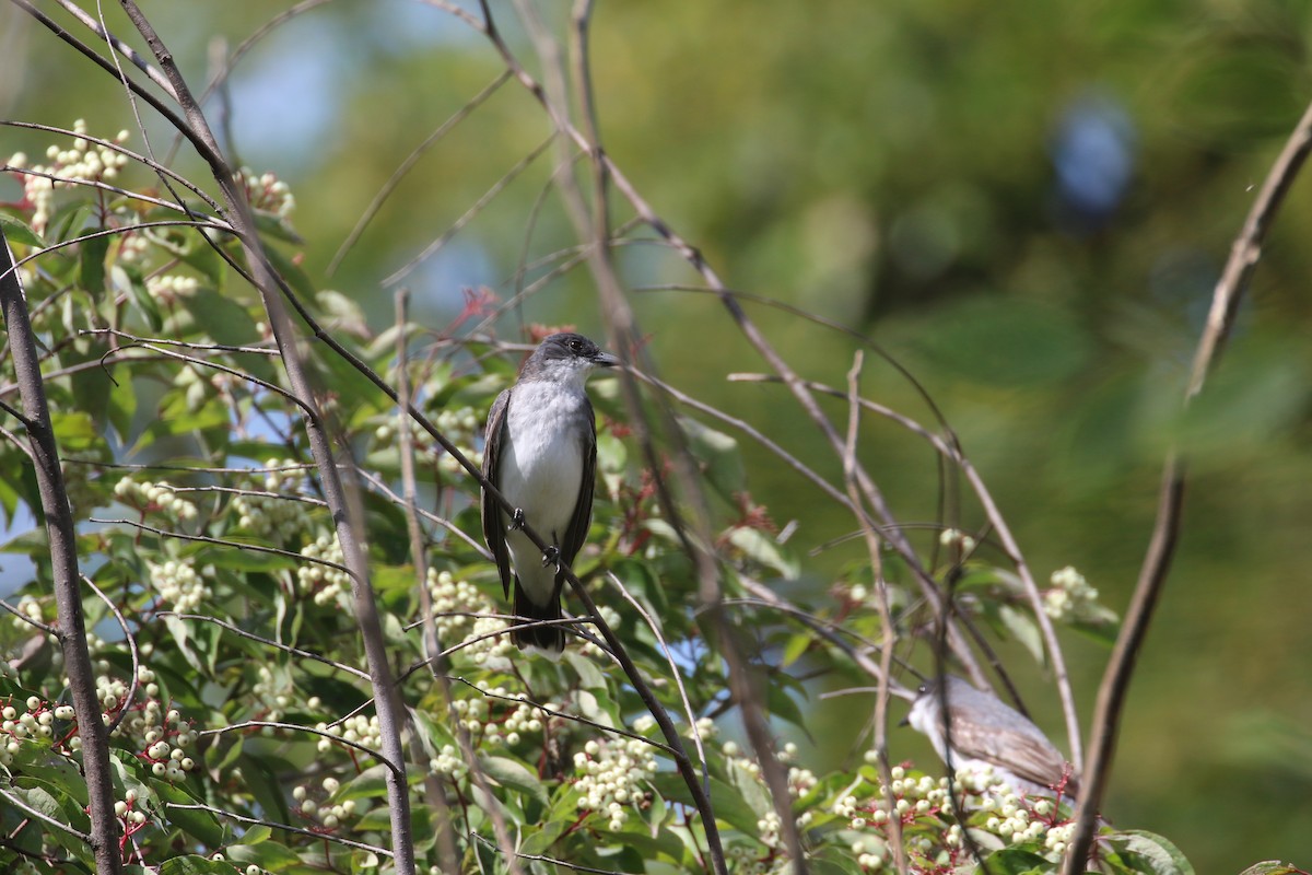 Eastern Kingbird - ML641762318