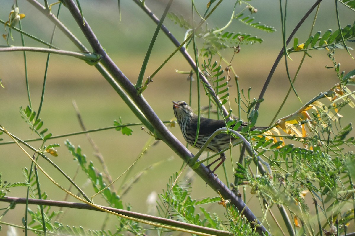 vannparula - ML641762321