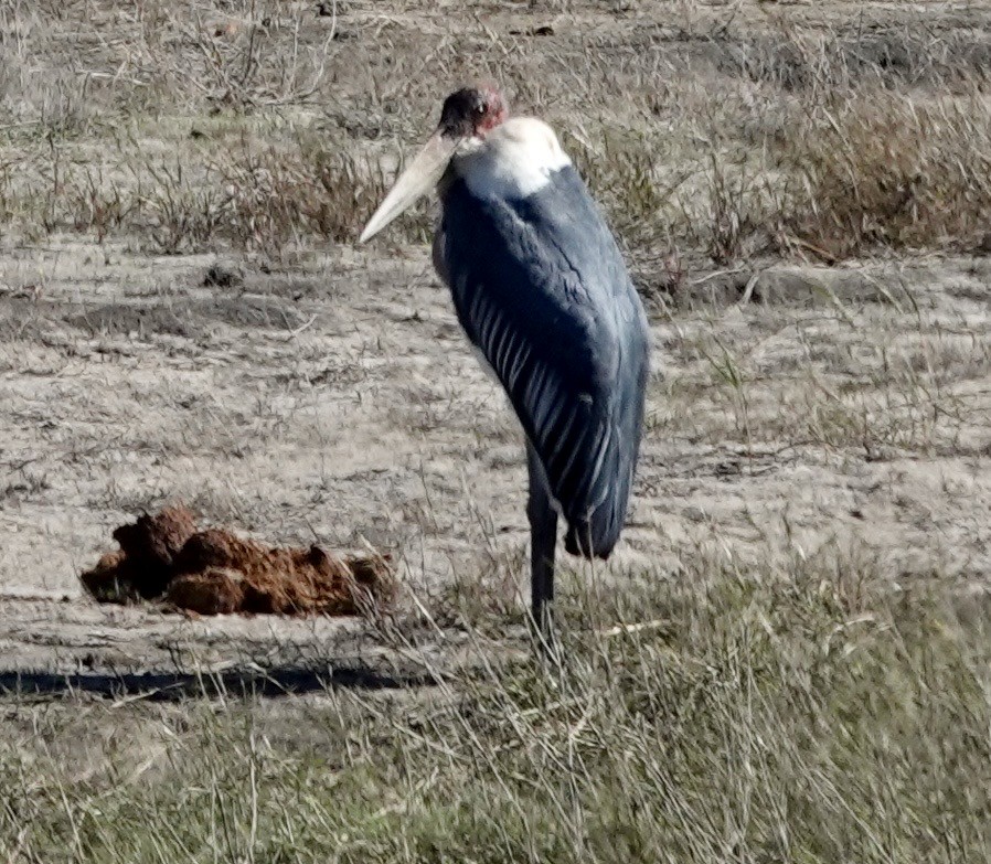Marabou Stork - ML641762342