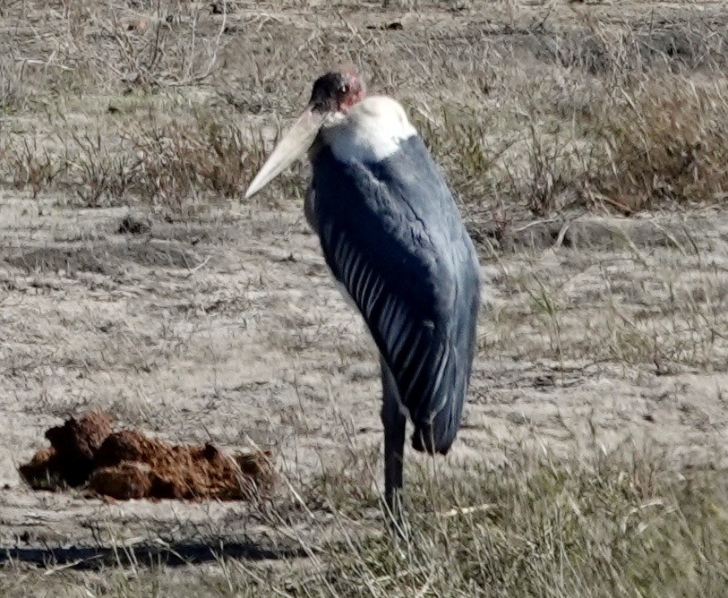 Marabou Stork - ML641762349