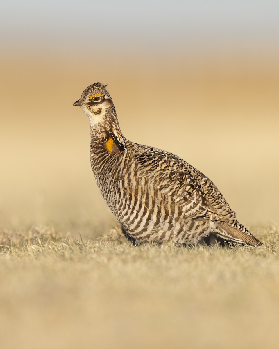 Greater Prairie-Chicken - ML641762354