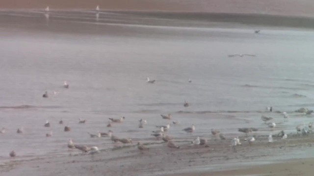 Caspian Gull - ML641762370