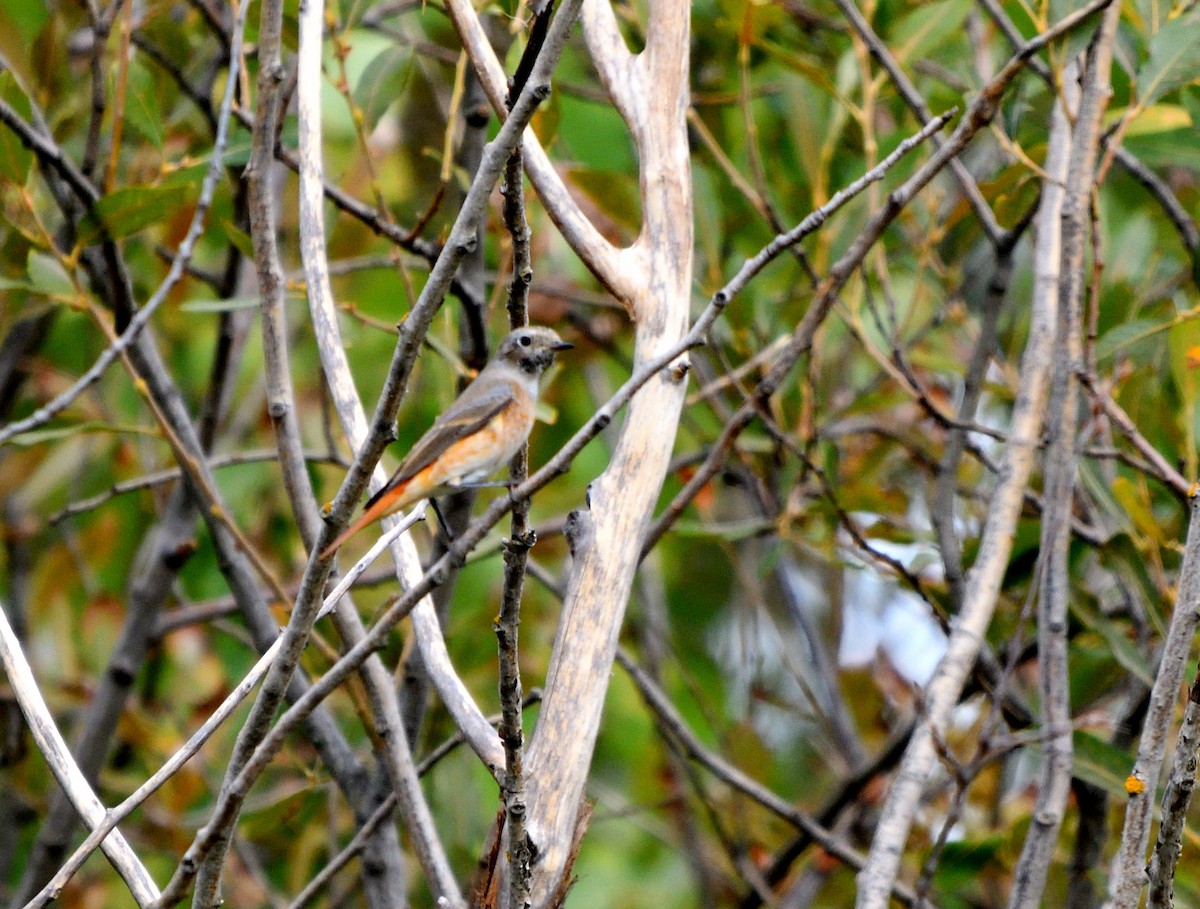 Buztangorri argia - ML641762378