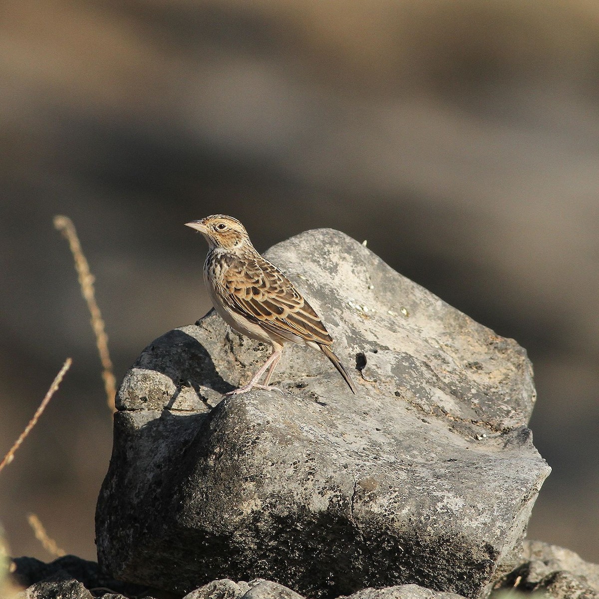 Singing Bushlark - ML641762418