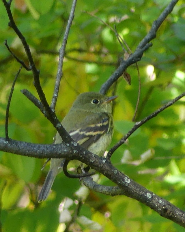 Yellow-bellied Flycatcher - ML641762422