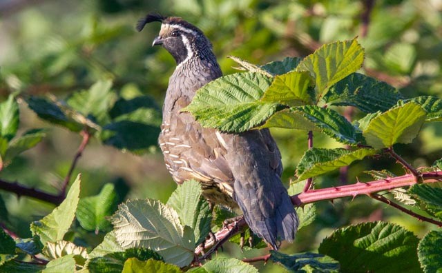 California Quail - ML641762441