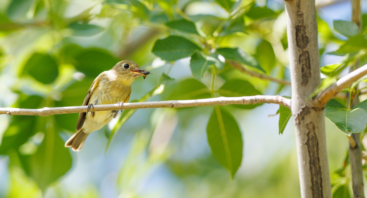 Western Flycatcher (Pacific-slope) - ML641762442