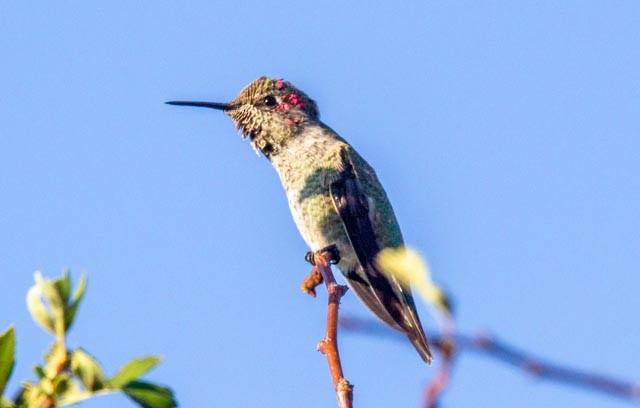 Anna's Hummingbird - ML641762450