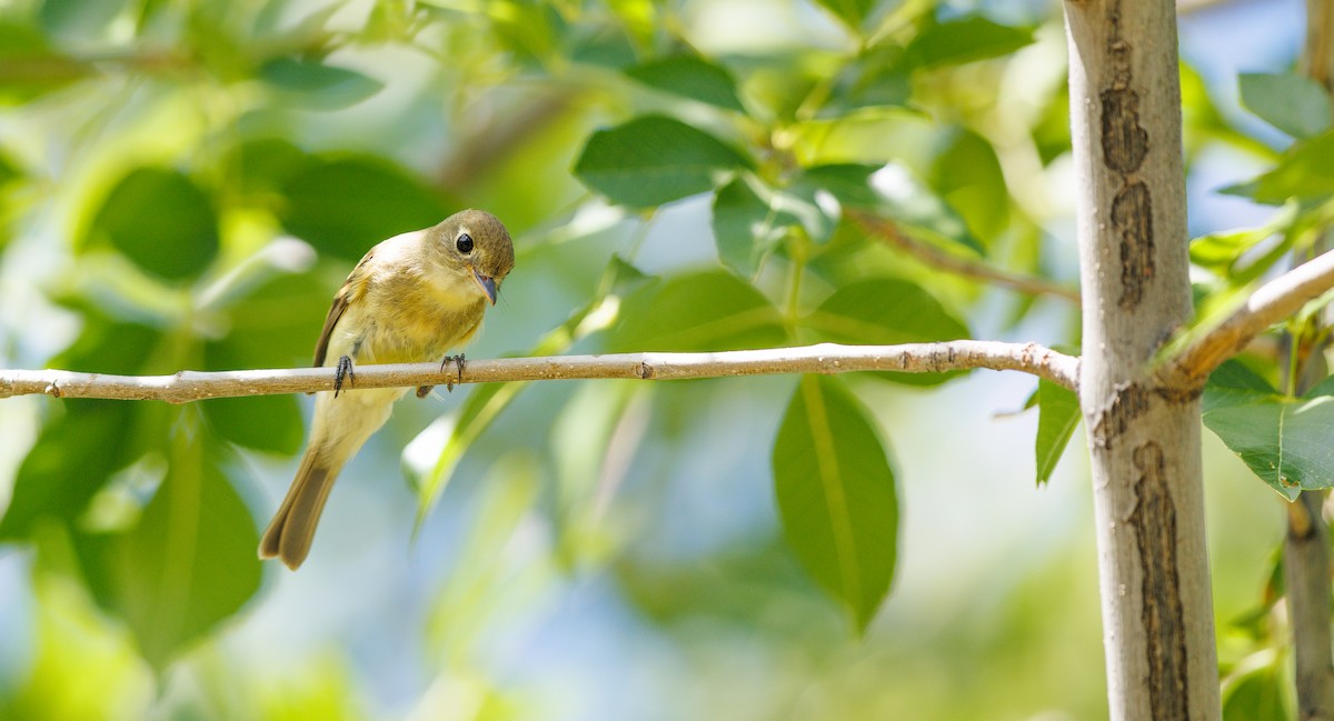 Western Flycatcher (Pacific-slope) - ML641762454