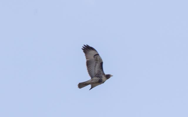 Red-tailed Hawk - ML641762457
