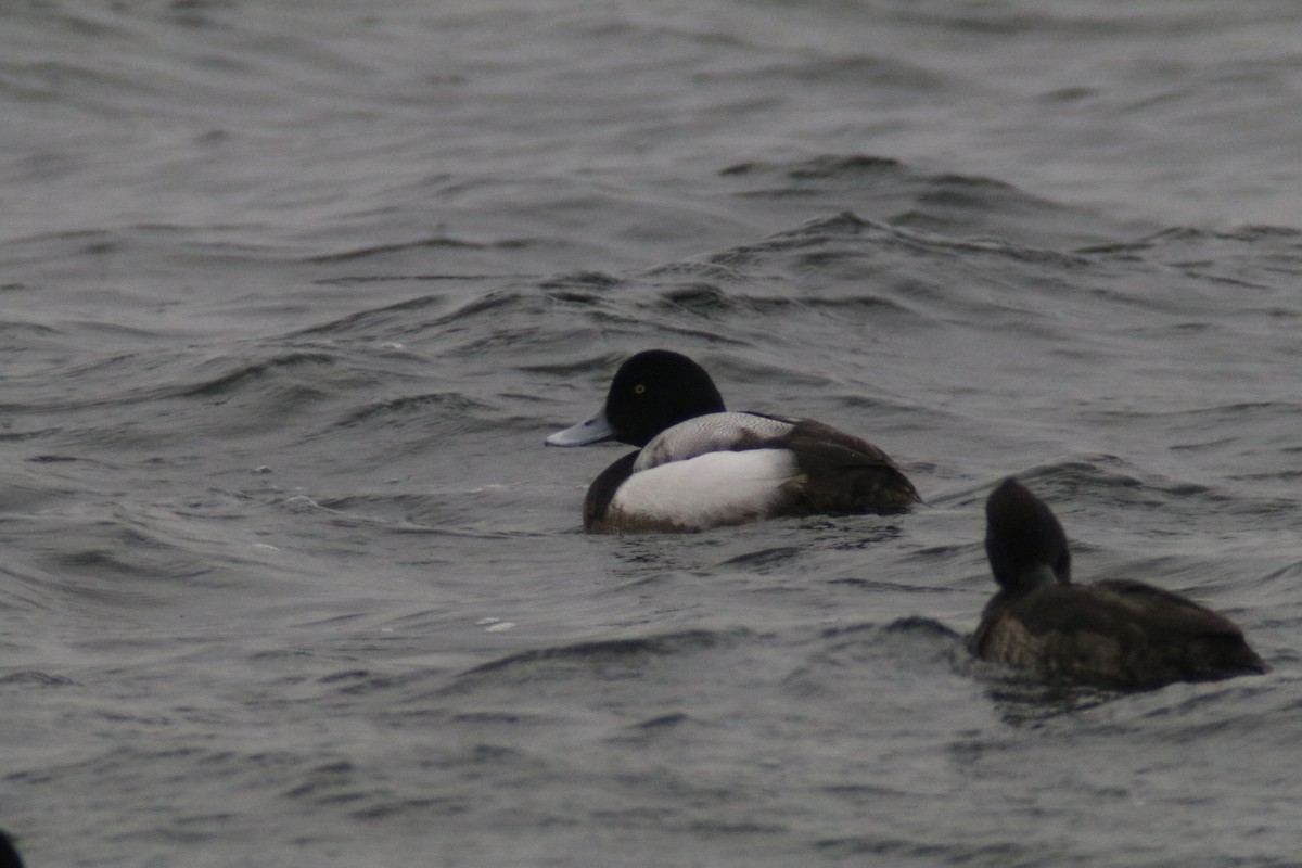 Greater Scaup - ML641762460