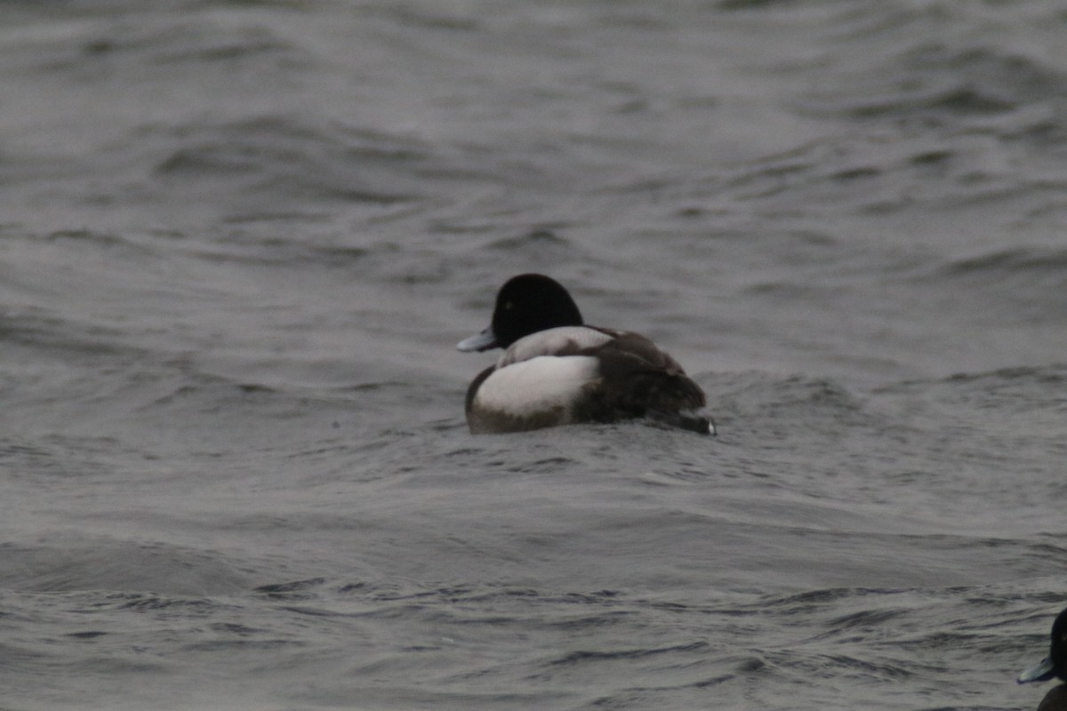 Greater Scaup - ML641762461