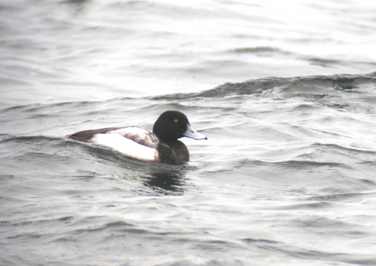 Greater Scaup - ML641762462