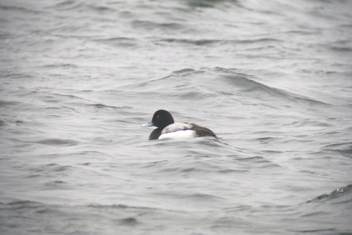 Greater Scaup - ML641762464