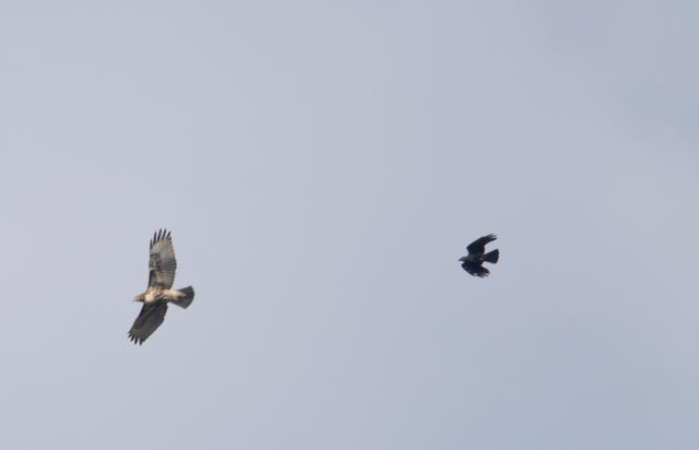 Red-tailed Hawk - ML641762465