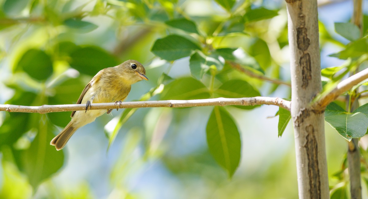 Western Flycatcher (Pacific-slope) - ML641762469