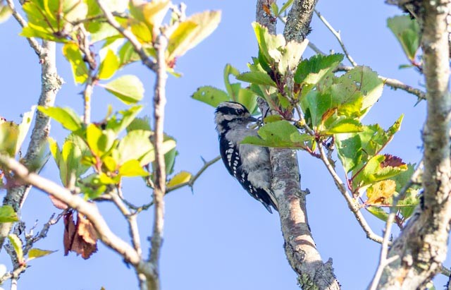 Downy Woodpecker - ML641762473