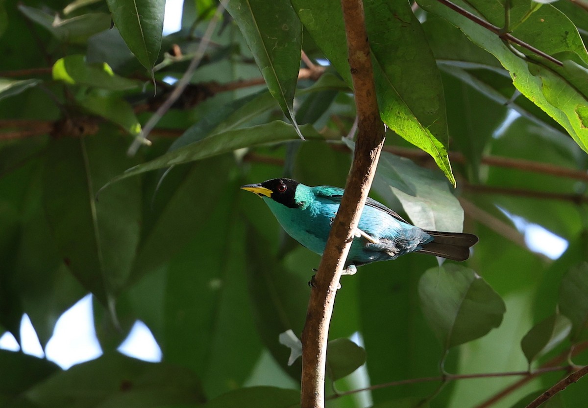 Green Honeycreeper - ML641762478