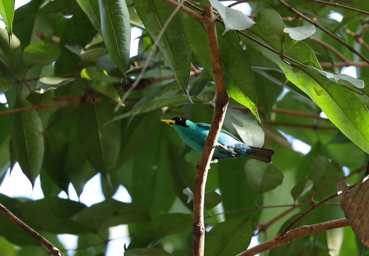 Green Honeycreeper - ML641762479