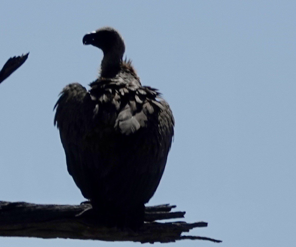White-backed Vulture - ML641762498